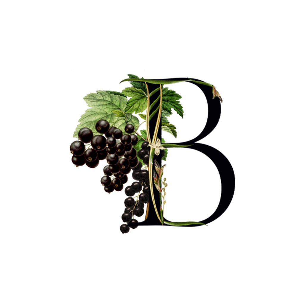 blackcurrant leaf