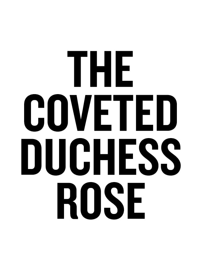 2026_Portraits_10_Years_Landing_Page_Cover_Title_Duchess_Rose.jpg