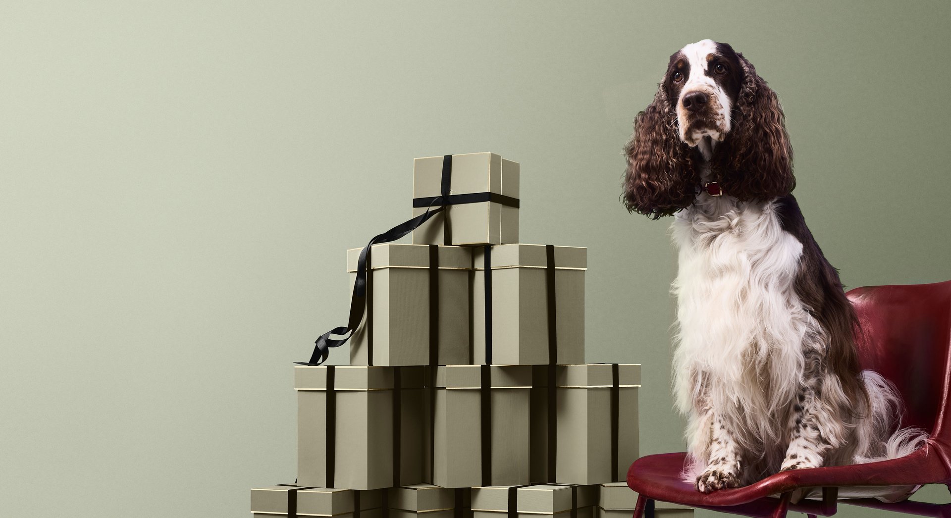 Dog with Penhaligons gift boxes