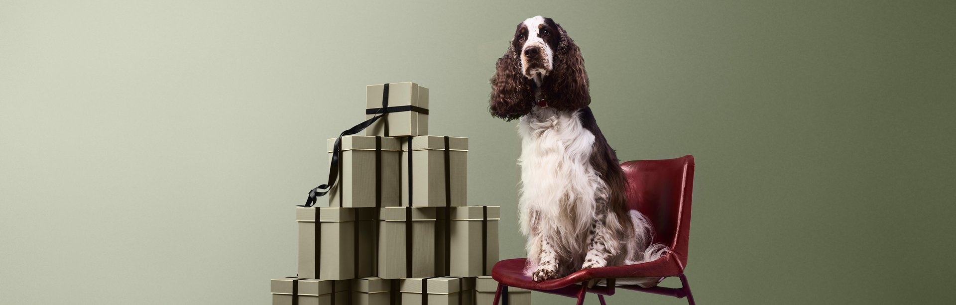 Dog with Penhaligons gift boxes