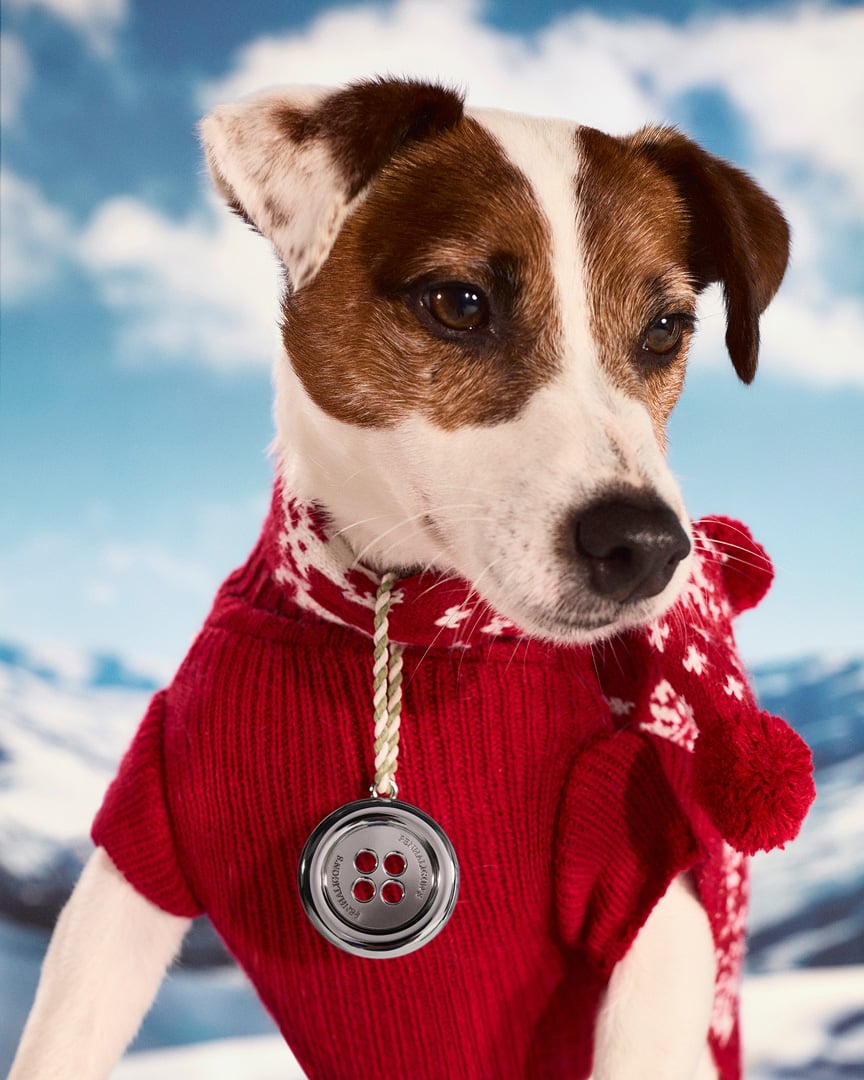 dog in red christmas jumper wearing silver button charm