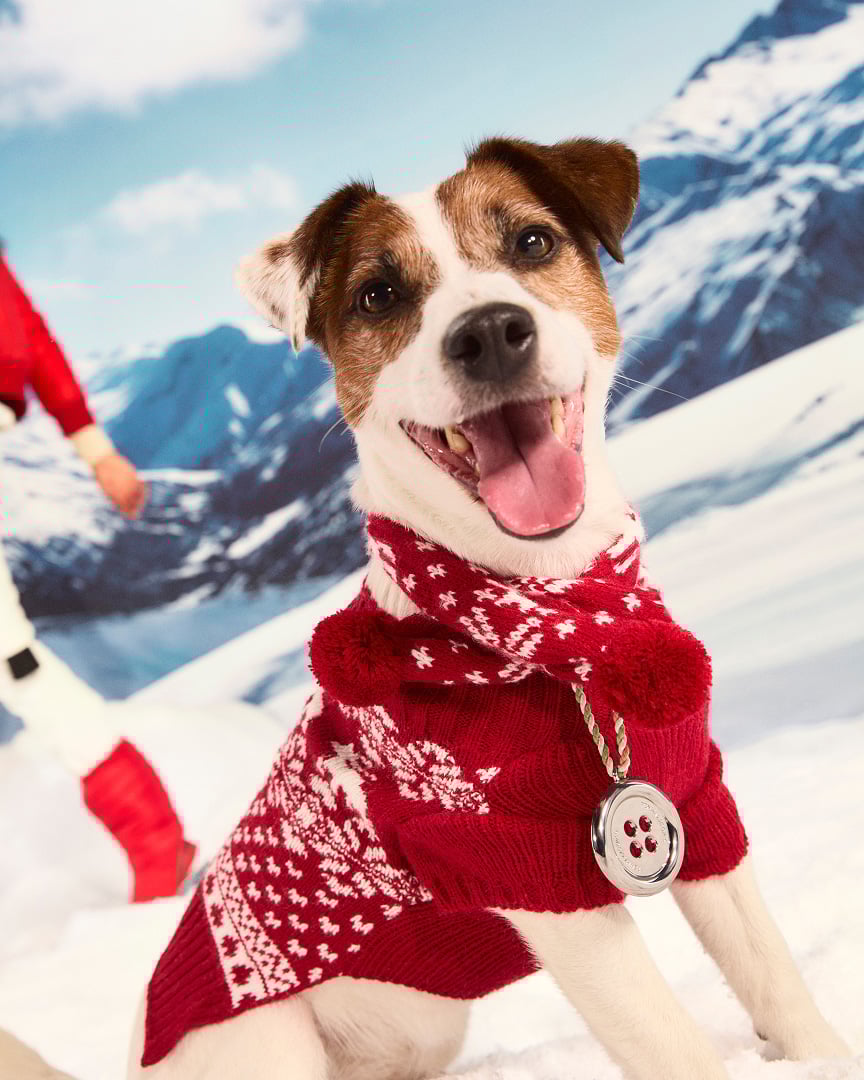 Dog wearing red jumper smiling