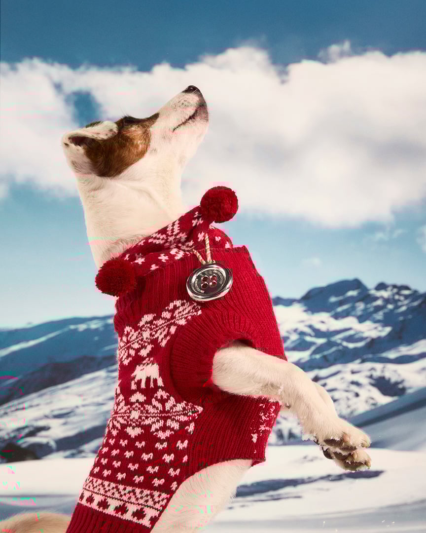 dog wearing red christmas jumper jumping