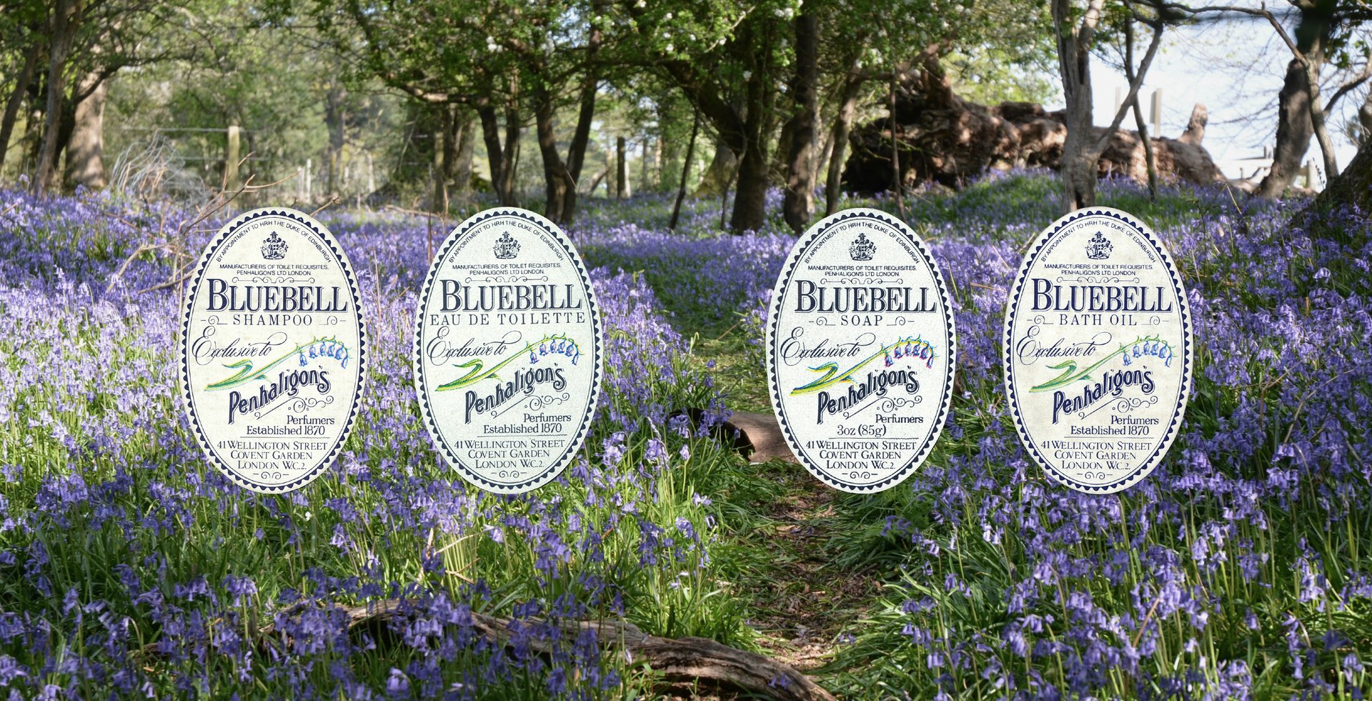 Bluebell flowers