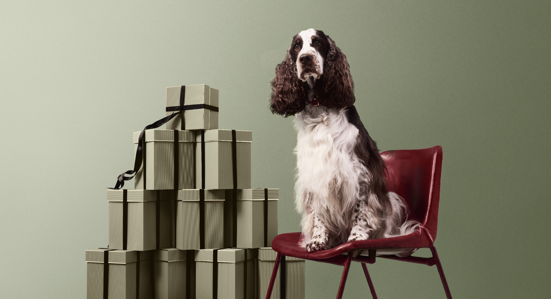 Dog with Penhaligons gift boxes