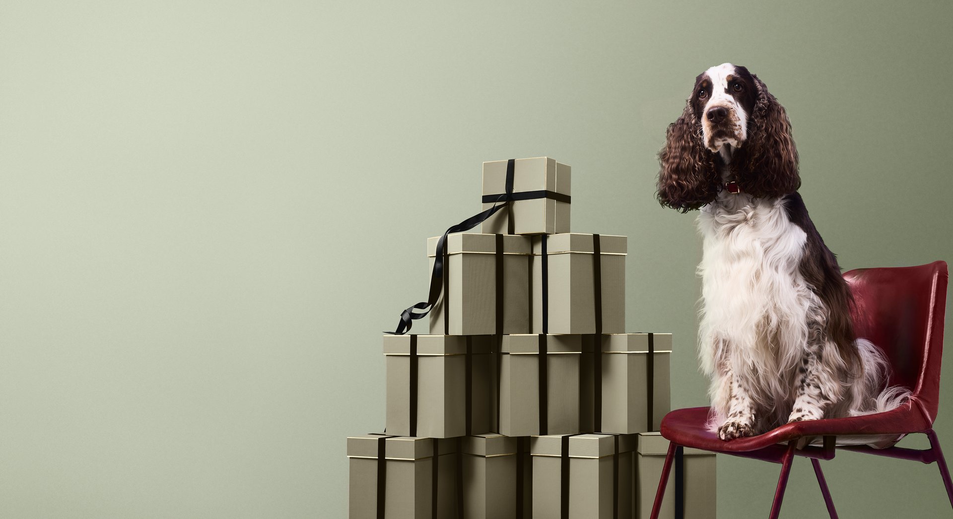 Dog with gift boxes