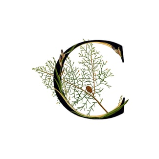 Cypress