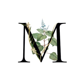 Mint