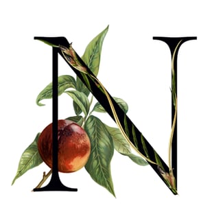 Nectarine Media