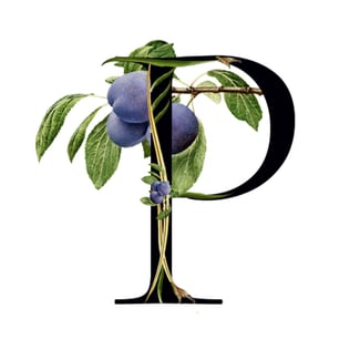 Plum Media