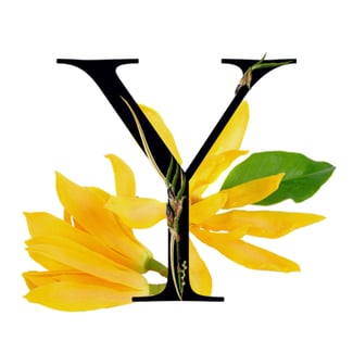 Ylang Ylang Media