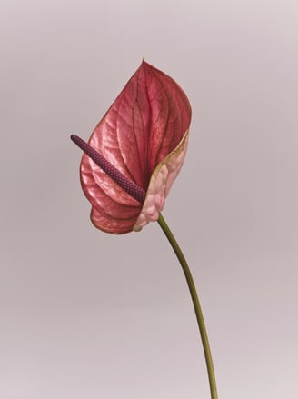 2026_Mothers_Day_D2C_Carousel_Block_1530x2060px_Flower_06.jpg
