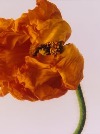 Daphne Bouquet | Penhaligon's