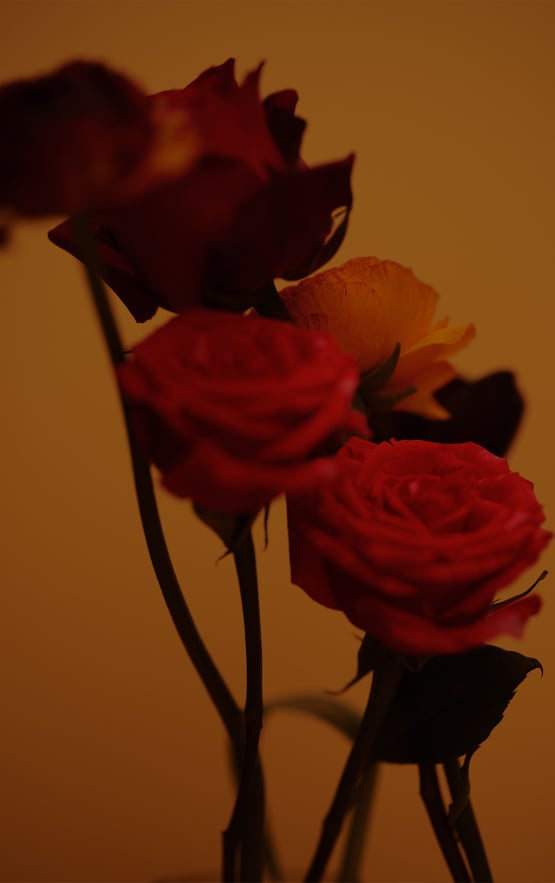 Red roses