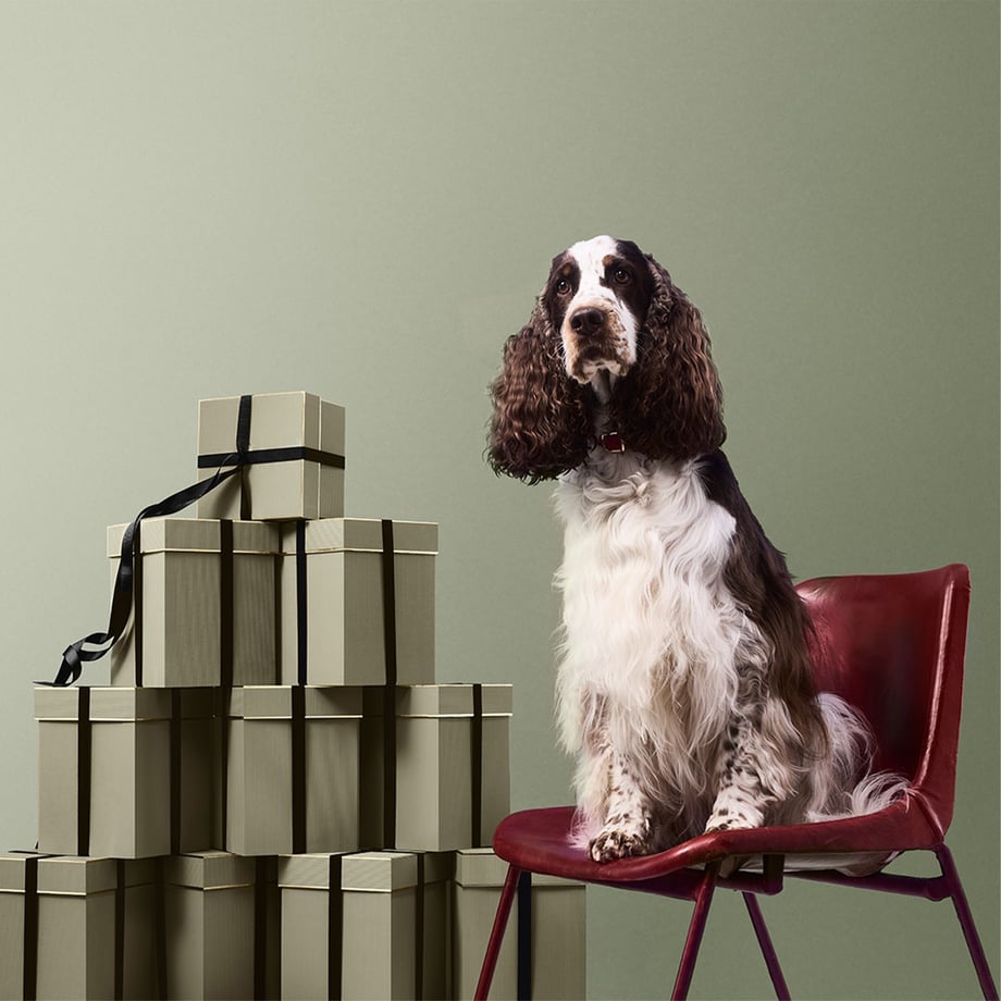 Dog with Penhaligons gift boxes