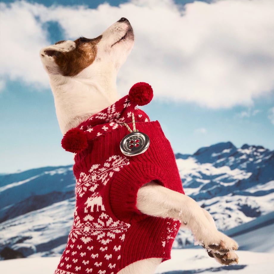 Dog wearing red christmas jumper with silver button ornament